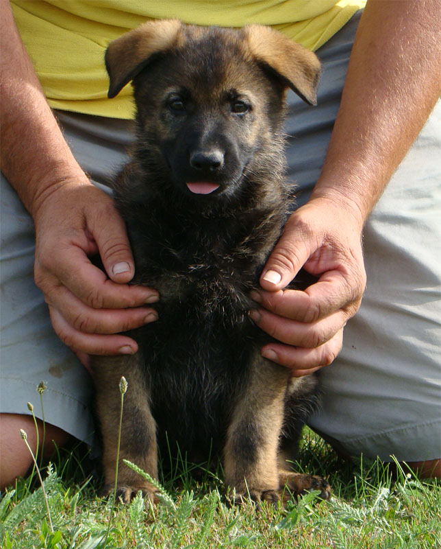 Original image from the archived German Shepherd Puppies - SONY z Vetrneho vrchu record