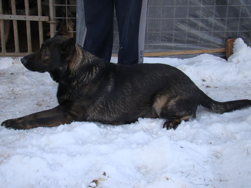Original image from the archived Dask z Jirkova dvora x ZITA ze Zacpalova chovu litter record