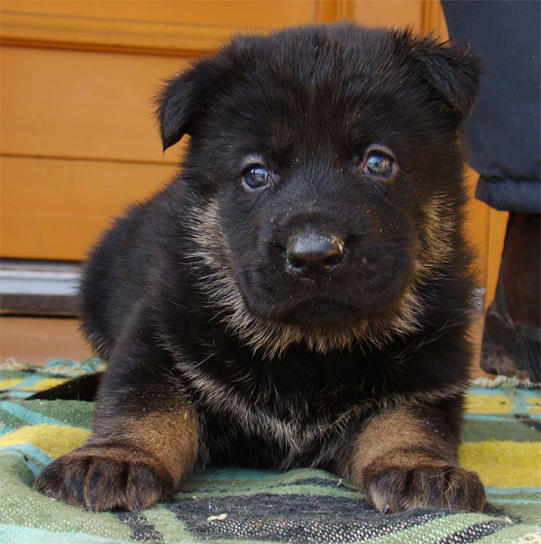 Original image from the archived Zen z Jirkova dvora x SHEILA Jipo Me litter record