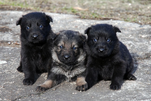 Original image from the archived BADY ze Svobodneho dvora x Kaja Jipo Me litter record