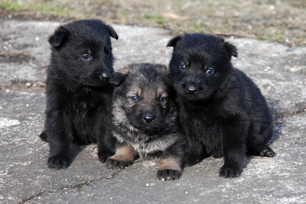 Original image from the archived BADY ze Svobodneho dvora x Kaja Jipo Me litter record