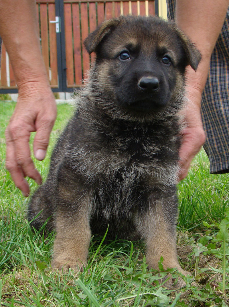Original image from the archived German Shepherd Puppies - Zen z Jirkova dvora x NISSA z Jirkova dvora August 2011 record