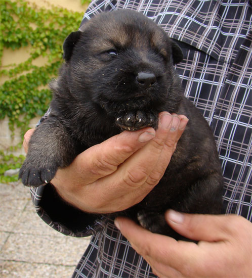 Original image from the archived Arno z Petrova x Yuca z Jirkova dvora litter record