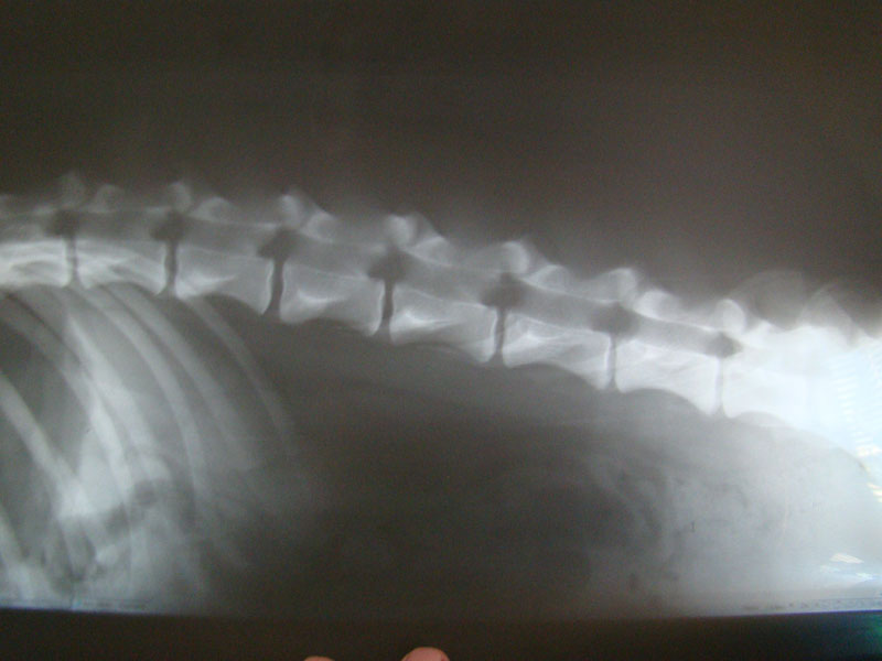 Original image from the archived DIGO Leopard Rex record