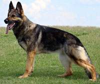 Original image from the archived DASK z Jirkova dvora x CHITA z Jirkova dvora litter record
