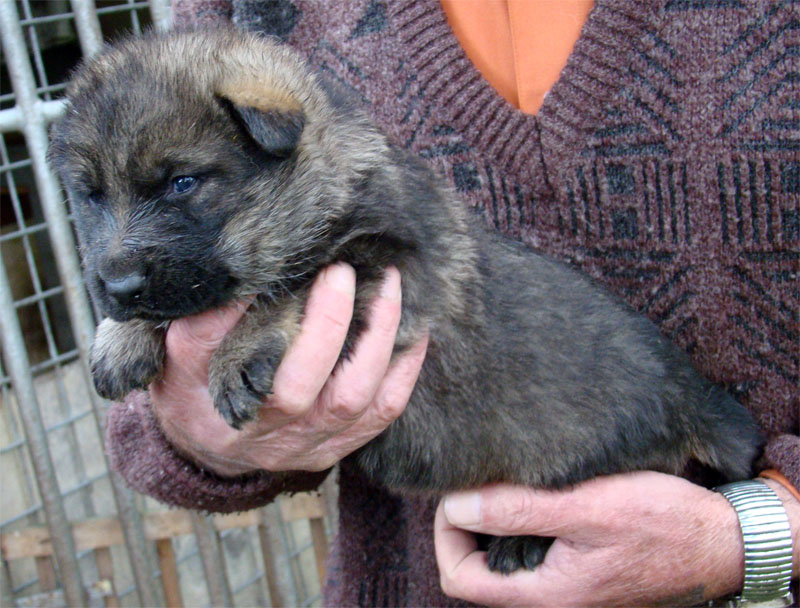 Original image from the archived Dask z Jirkova dvora x ZITA ze Zacpalova chovu litter record