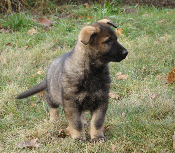 Original image from the archived Kery Kamos Durabo x MANKA z Jirkova dvora litter record