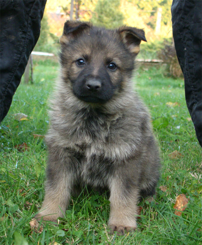Original image from the archived Dask z Jirkova dvora x ZITA ze Zacpalova chovu litter record