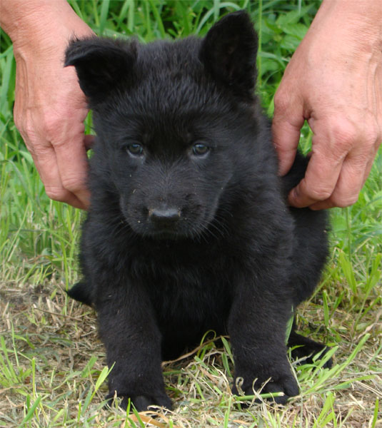 Original image from the archived CHARIK Galan Nalag x HANACH Jipo Me litter record
