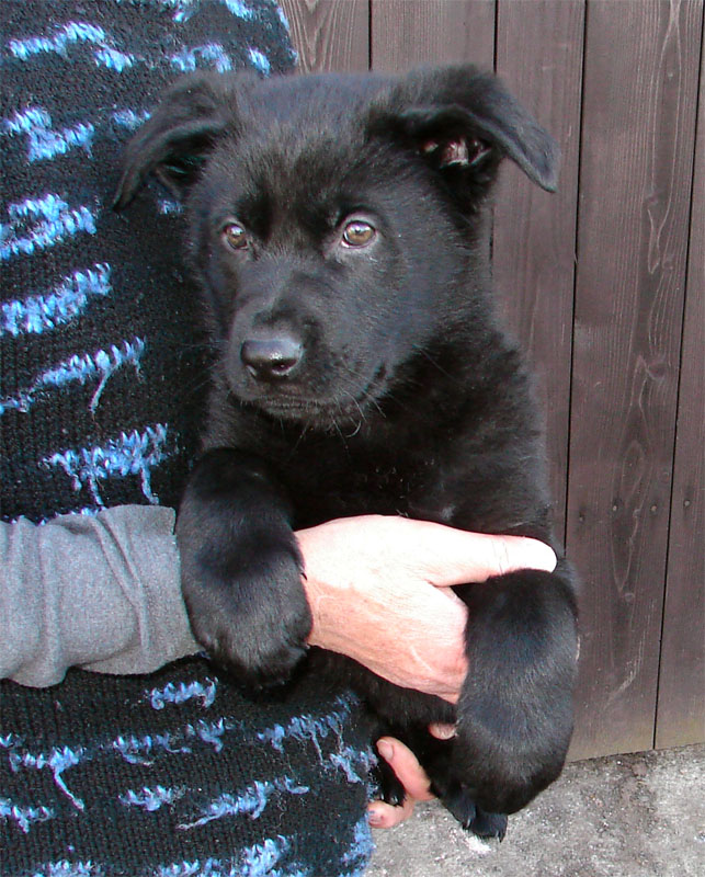 Original image from the archived German Shepherd Puppies - Zen z Jirkova dvora x USSY OD ROUBENKY record