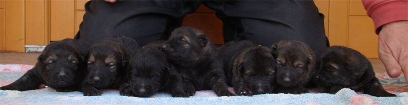 Original image from the archived German Shepherd Puppies -Pardal z Jirkova dvora x CITA z Valskeho udoli record