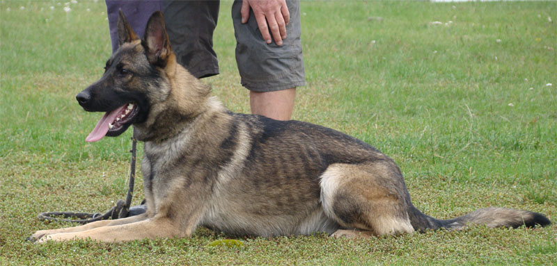 Original image from the archived Alpine K9 - DEXTR Srdce perly Bohemie record