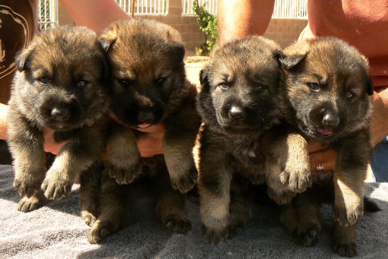Original image from the archived German Shepherd Puppies -Chulo z Jirkova dvora x NISSA z Jirkova dvora record