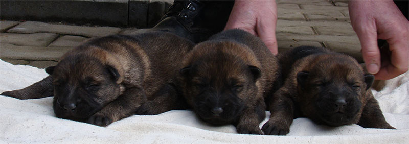 Original image from the archived SHARON Favory Cross x Gina Jipo Me litter record