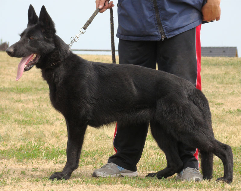 Original image from the archived Alpine K-9 Sold Dogs record