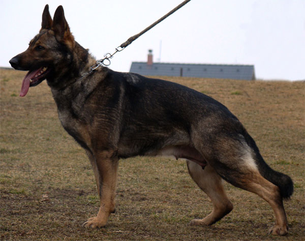 Original image from the archived Charik Galan Nalag x HENESEE Zimni romance litter record