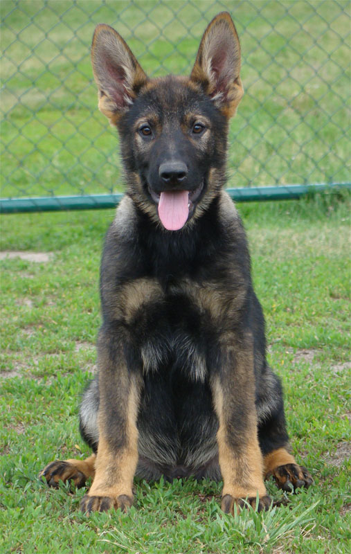 Original image from the archived German Shepherd Puppies - GARD record