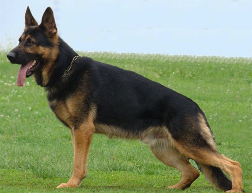 Original image from the archived Zen z Jirkova dvora x Cindy z Jirkova dvora litter record