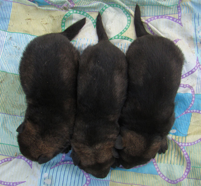 Original image from the archived Asok Jipo Me x Ikea Vlci udoli litter record