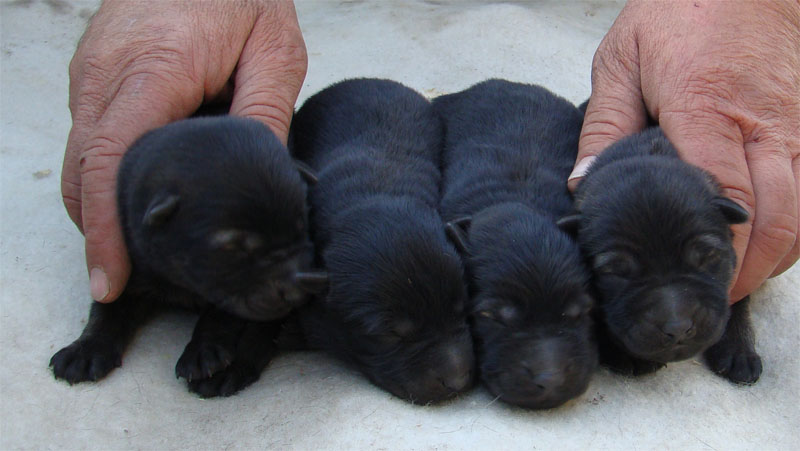 Original image from the archived URF z Jirkova dvora x PARA z Jirkova dvora litter record