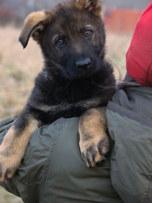Original image from the archived Orion z Jirkova dvora x KETY Kamos Durabo litter record