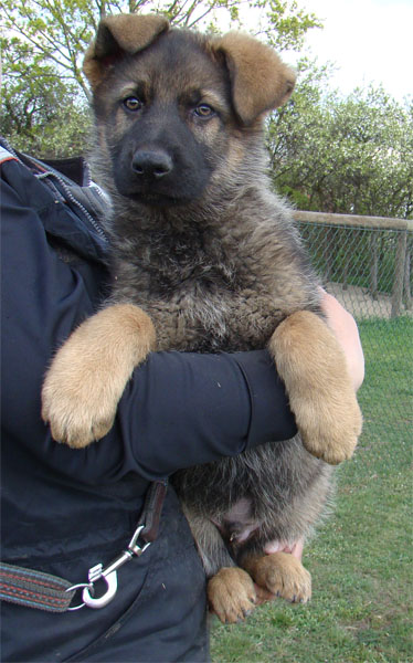 Original image from the archived CHARI z Esagilu x CORA z Malebnych hvozdu litter record