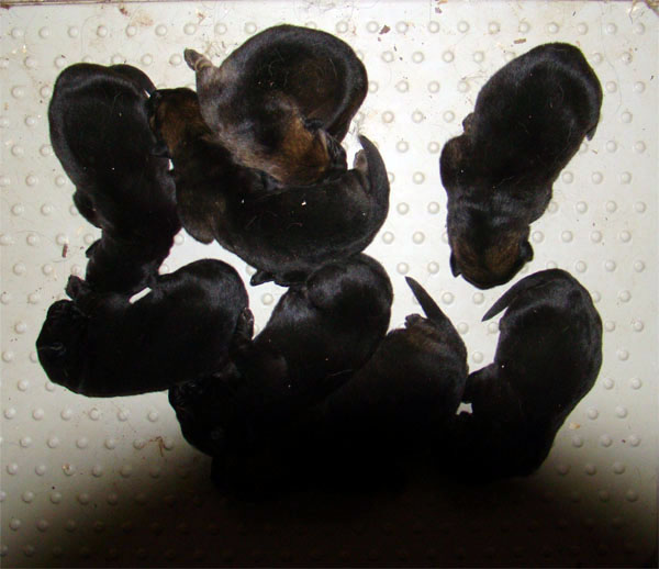 Original image from the archived Zen z Jirkova dvora x SHEILA Jipo Me litter record