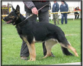 Original image from the archived German Shepherd Puppies - Zen z Jirkova dvora x WIKI od Roubenky record