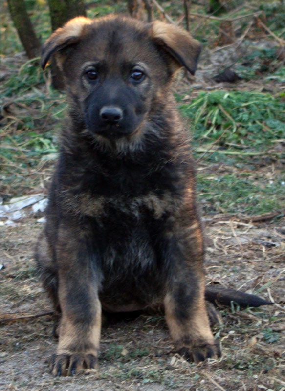 Original image from the archived German Shepherd Puppies - Kery Kamos Durabo x GINA Jipo Me record