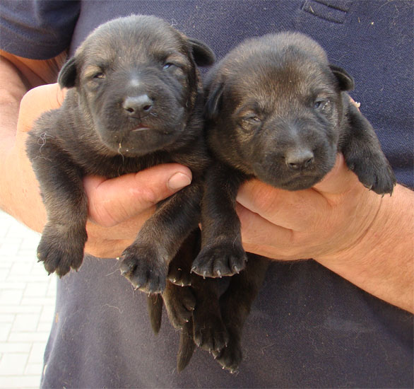 Original image from the archived JAGO Jipo Me x MASA Jipo-Me litter record