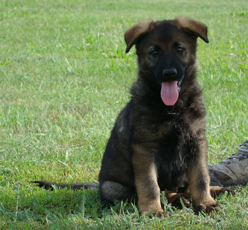Original image from the archived German Shepherd Puppies - SONY z Vetrneho vrchu record