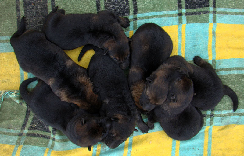 Original image from the archived Kery Kamos Durabo x MASA Jipo Me litter record