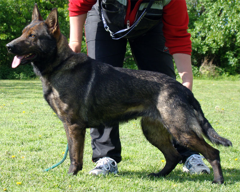 Original image from the archived Alpine K-9 Sold Dogs record