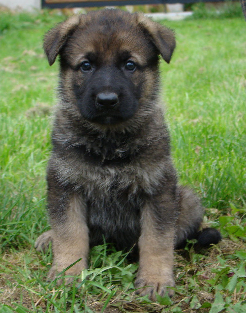 Original image from the archived German Shepherd Puppies - Zen z Jirkova dvora x NISSA z Jirkova dvora August 2011 record