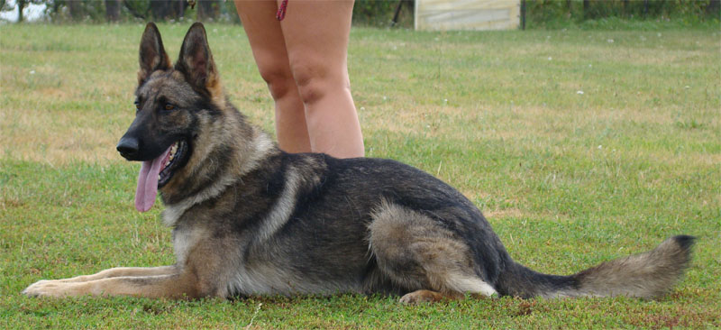 Original image from the archived Alpine K9 - BEN record