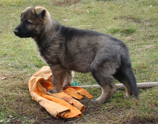 Original image from the archived Kery Kamos Durabo x MANKA z Jirkova dvora litter record
