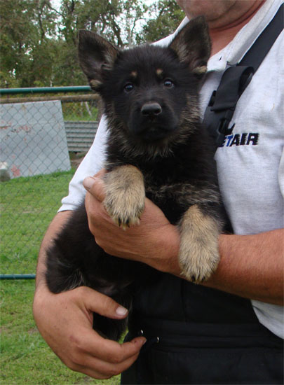 Original image from the archived BADY ze Svobodneho dvora x Keisa z Morisvillu litter record