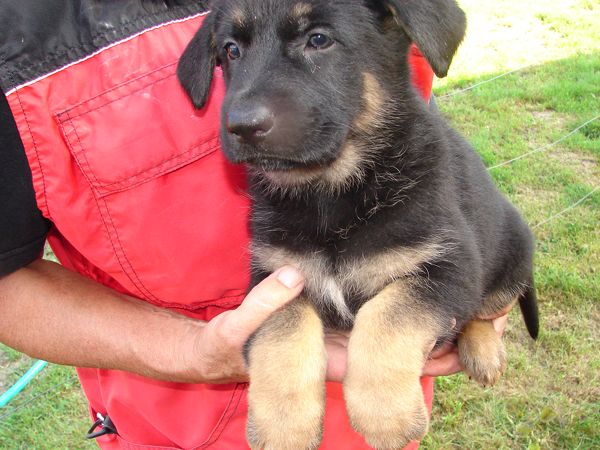 Original image from the archived German Shepherd Puppies - Zen z Jirkova dvora x WIKI od Roubenky - August 2012 record