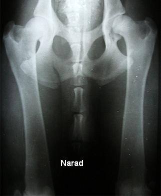 Original image from the archived Alpine K9 Consultation Services record