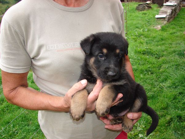 Original image from the archived German Shepherd Puppies - Zen z Jirkova dvora x WIKI od Roubenky - August 2012 record
