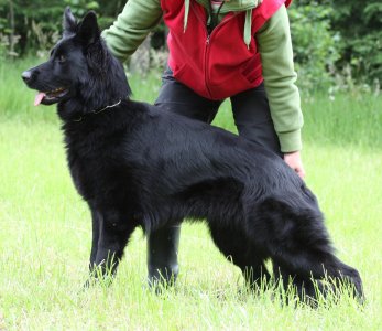 Original image from the archived German Shepherd Puppies - AISCHA z Drabskych skal record