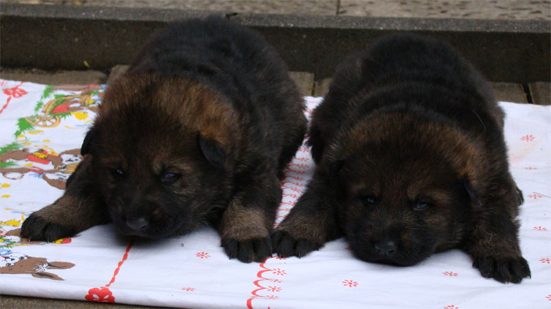 Original image from the archived German Shepherd Puppies - Kery Kamos Durabo x GINA Jipo Me record