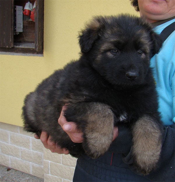 Original image from the archived URF z Jirkova dvora x GAMA z Jirkova dvora litter record
