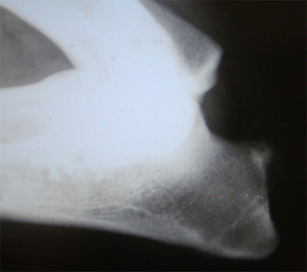 Original image from the archived CACK Daniel Bohemia record