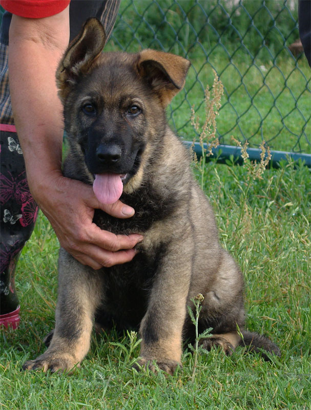 Original image from the archived German Shepherd Puppies - FIN ze Zacpalova chovu record
