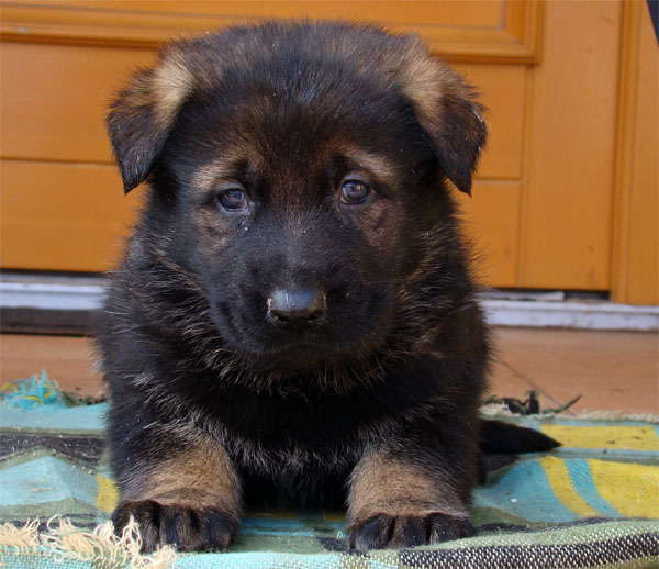 Original image from the archived Zen z Jirkova dvora x SHEILA Jipo Me litter record