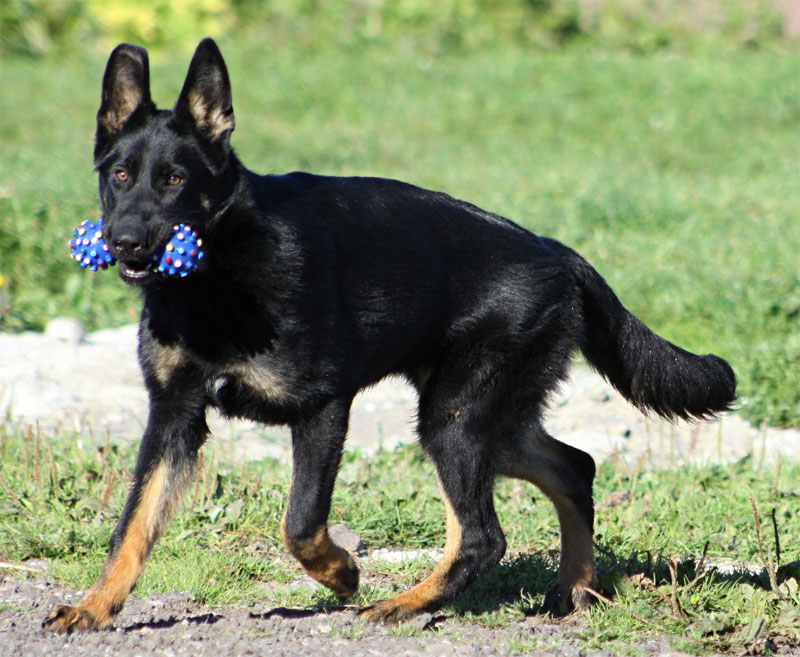 Original image from the archived Kery Kamos Durabo x ORKA od Roubenky litter record