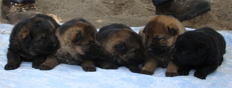 Original image from the archived CHARIK Galan Nalag x HANACH Jipo Me litter record