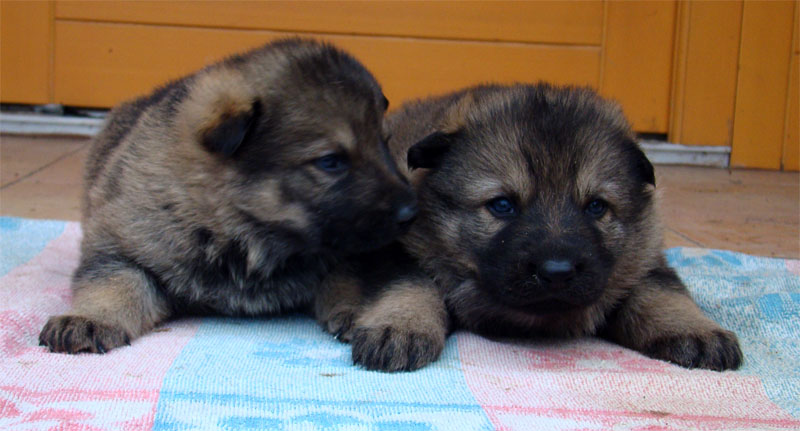 Original image from the archived German Shepherd Puppies -Pardal z Jirkova dvora x KETTY Kamos Durabo record