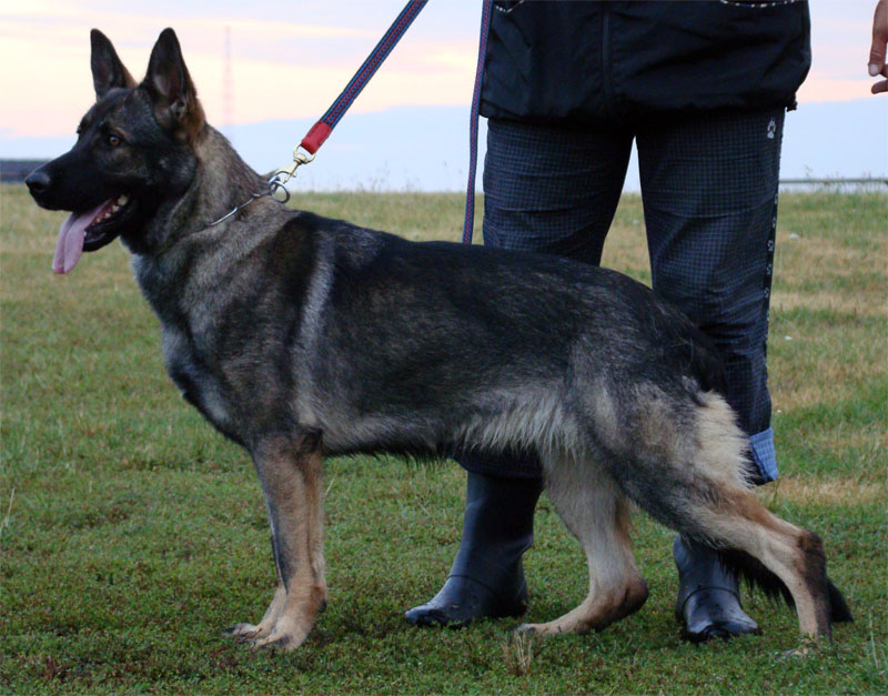 Original image from the archived Alpine K-9 Sold Dogs record